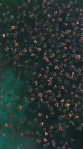 Amazing Footage of Cownose Rays in their Natural Habitat