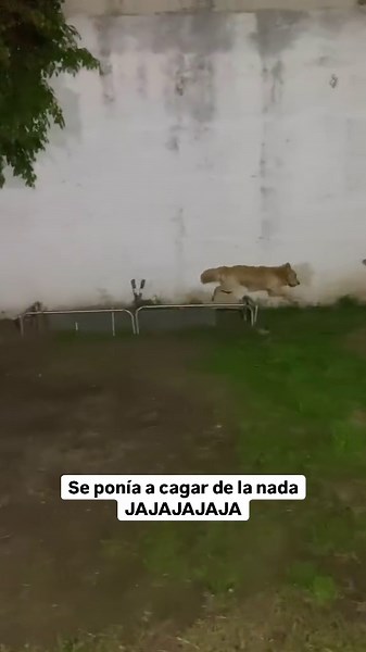 Cabronazi on Instagram: "Tenía que entrar en boxes (Gracias @daigonzalez97 por el vídeo) #perros #humor #viral #parati"