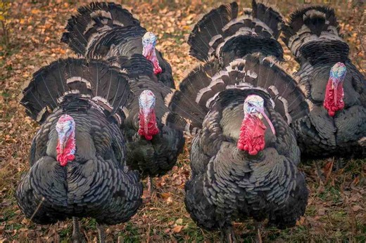 Expert Bowhunter's Guide to Turkey Hunting in the Fall - Game & Fish
