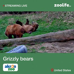 1.4K views · 84 reactions | You can now enjoy parts of the Akron Zoo...
