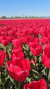 Sea Of Tulip🌷#nature#calm#blooms#aesthetics#beautiful#tulip#satisfying#iconicscenes#stunningviews#fy