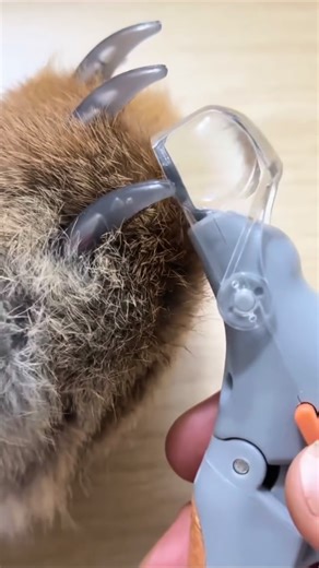 14M views · 1K reactions | Never struggle to trim your pets nails again with the LED light allowing you to see exactly where the quick is and the Magnifying Glass makes it safe and easy to trim your pets nails cat or dog  Link in bio for yours #musthave #petlover #dog #pet #petcare #cat #petmusthaves | PawThentic Picks | Facebook
