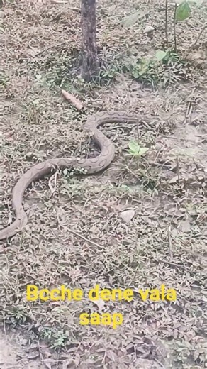 #Deadly Cobra,# Cobra Snake Facts, Snake Facts, #Venomous Snakes, #Cobra Species, #Snake Behavior,