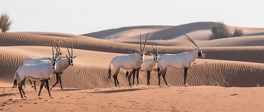 Animals in Oman