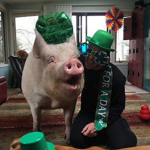 This guy accidentally bought a giant pig. | Hack Spirit