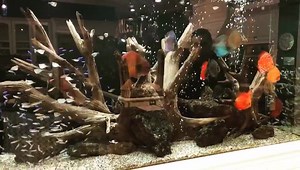 119K views · 937 reactions | This service client's hardscape installation features a beautiful discus collection– all of which have been raised from juveniles– along with a pulsating group of both rummy nose and Cardinal tetras. The group has evolved over the last 2 years into a remarkable balance, supported by comprehensive weekly maintenance by veteran ADG master technician Jared Kirby. | Aquarium Design Group | Facebook