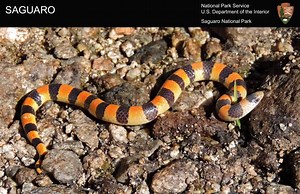 "Whoa. Sandworms. You hate 'em right? I hate 'em myself!" (thats right, that was a Beetlejuice reference) But perhaps they do exist. Meet the variable sandsnake (Chilomeniscus stramineus). This seldom seen fossorial snake is known as a "sand-swimmer" (watch the video to see why). Spending its days underground, sandsnakes come out during night to feed on grasshoppers, cockroaches, and other insects along or near drainages with loose gravel or sand. Biotech: Nic Perkins NPS photo/video: Nic Perkin
