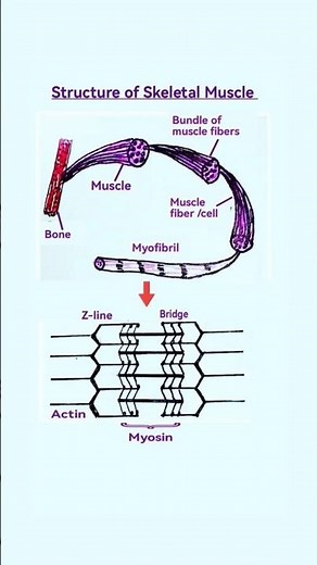 Skeletal Muscle: Myofibrils, Sarcomere, Actin and Myosin Filaments