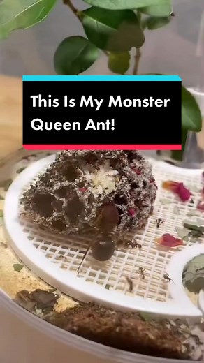 Queen Ant Colony: A Leaf Cutter Nest from Wakooshi