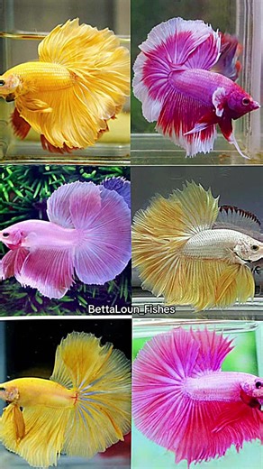 Betta splendens are among the most popular aquarium fish in the world, due to their diverse and colorful morphology and relatively low maintenance. #splendens #betta #popularfish #colorfulpets #fypシ゚viral