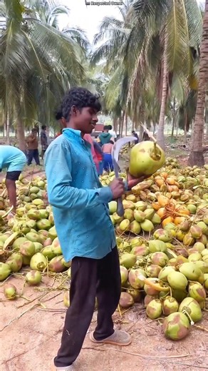 Cutting Tender Coconut Is Not Just A Job It Is An Art 🥥🎨✨ #shorts #short #trending #viralshort #fact