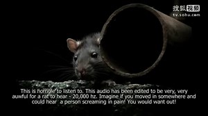 Rat distress call. Scares rats out of you home, ga