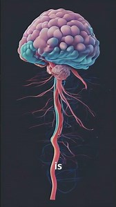 Unlocking the Secrets of Your Brain's Reward Center!