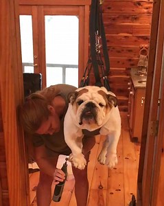 11M views · 3.5K reactions | “This is by far the best way to Dremel nails, clean ears or do any kind of grooming.” - Dawn Castillo of Castlewood Bulldogs · castlewoodbulldogs.com · The Most Reputable Breeder on the Planet! | Through Dog Lovers Eyes | Facebook