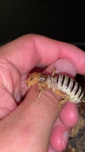 Who tf would of thought he wanted to eat bark ??? #alien #myalien #potatobug #pupa #demon #cuteanimals #exoticpet #cricket #grasshopper #tarantula #le