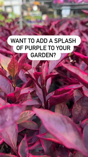 Purple and burgundy foliage plants like Alternanthera, Begonia, Heuchera, Iresine and Loropetalum create gorgeous year-round focal points in the garden. They also team beautifully with lime green and silver foliage plants, as well as blue and pink flowers. It's time for a purple patch in your garden! 🌿 #purpleplants #gardening #aussiegarden #autumngarden #wintergarden #gardeningtips #yatesgardening | Yates Australia