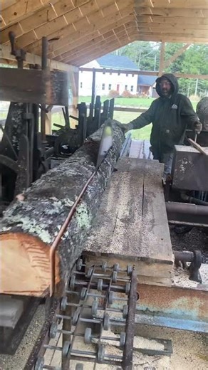 Sawing white pine ￼