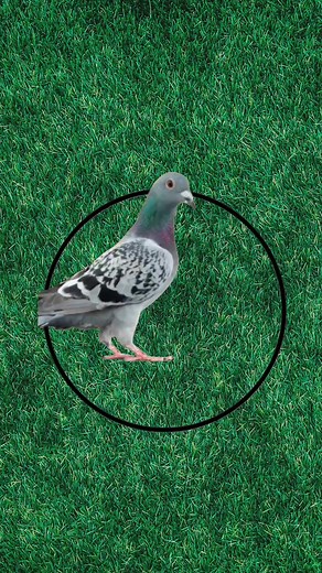 69K views · 787 reactions | #shorts | Challenge With Me | Facebook