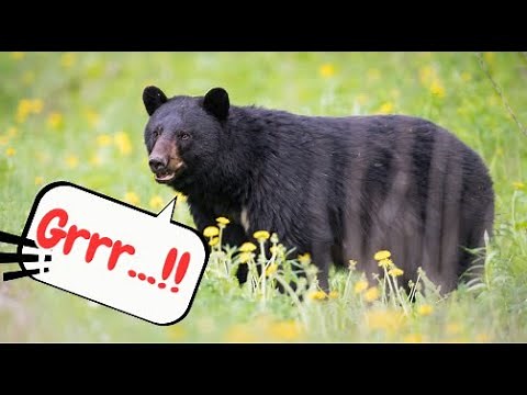 Black Bear Sounds & Fun Facts for Kids!