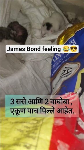 अखेर मांजरीची पिल्ले सापडली. #cat #kitten #spy#trending#cute#
