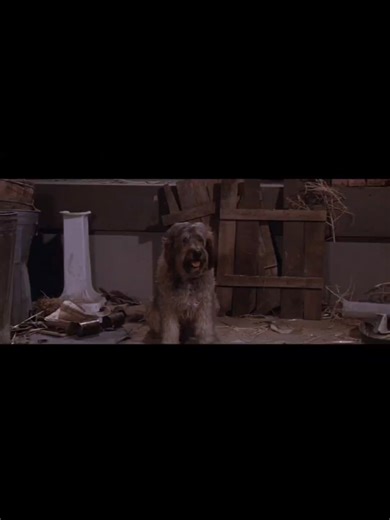 Sandy from Annie: The Iconic 80s Movie Dog