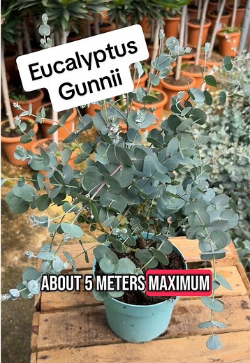 Eucalyptus Gunnii Care Tips for New Gardeners
