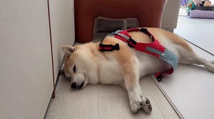 3.2K views · 1.7K reactions | 波:琴晚食完月餅玩完燈籠今日好攰，唔好出去啦 #大頭肥波 #shiba #shibazeromika #shibazero #zeromika #shibainu | Shiba Inu Zero.Mika | Facebook