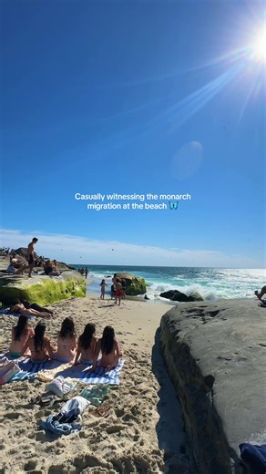 Not everyday you witness hundreds of butterflies fly over you at the beach 🦋🦋🦋 • #mothernature #monarchbutterfly #migration #lajolla #sandiego @Tatiana