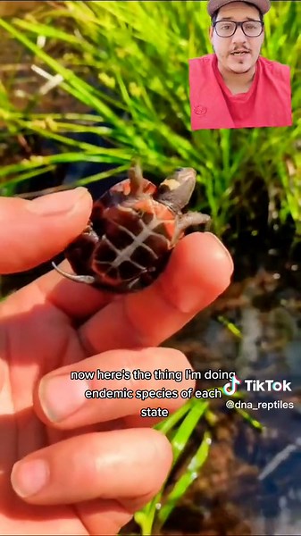 Exploring the Endangered Bog Turtle Habitats in New Jersey