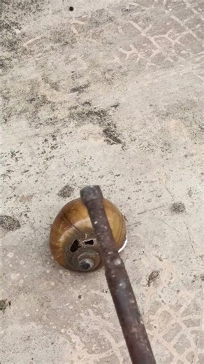 Molten Metal Into Snail Shell #shorts #casting #satisfying #restoration