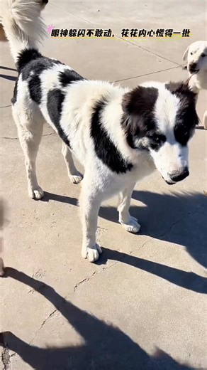 The dog king's scolding instantly turned into a hero saving the damsel in distress, leaving everyone in the audience swooning! After being scolded by the long-haired dog in class, he turned around and ran wildly to save Cinderella for love! From coward to hero, Hua Hua's actions made all the dogs in the audience green with envy. #fblifestyle #freestyle #Freebies | King Charles dog