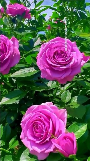 Millions Are Watching These Stunning Flowers in 4K 🌺 🏅