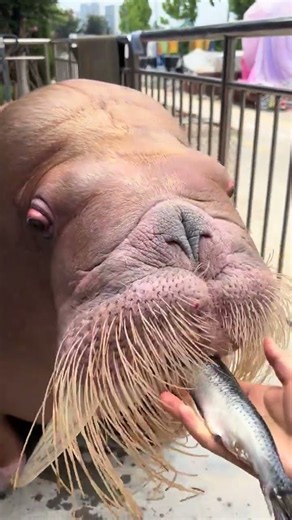 Cute Hungry Walrus Eating Fresh Fish Whole! 🦭🐟 #Shorts