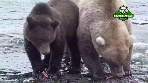 Fat Bear Week Is Back — And It Could Be the Biggest Ever