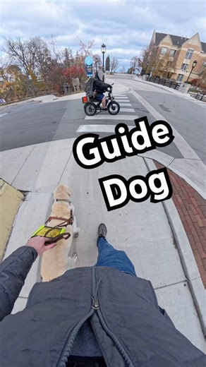 Guide Dogs Don’t Do All Of The Work! #guidedog #guidedogs #dog #dogs