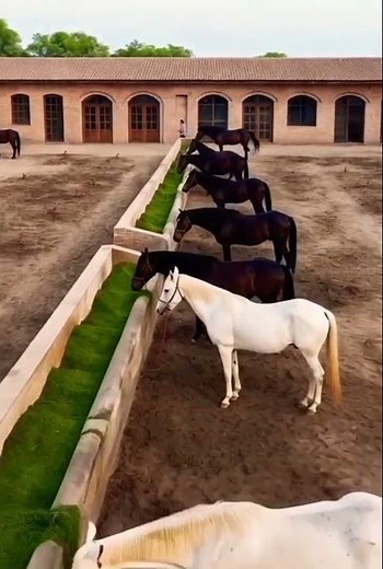 “Stallion Breeding Farm Tour Hundreds of Horses, One Legacy!” #horse #horselover #majesticHorses