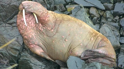 Walrus Cam - Live Video of Walruses on Round Island, Alaska | Expore.org