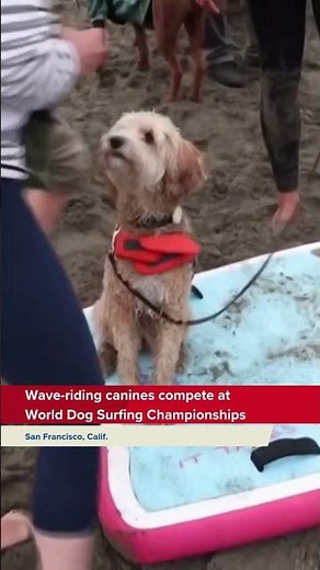 Wave-riding canines compete in the World Dog Surfing Championships