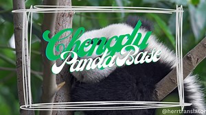 [中文⬇] The Chengdu Panda Base is a non-profit breeding and research...