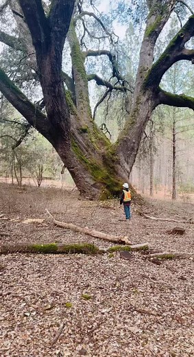 Exploring the Enormous Oak Trees of NorCal