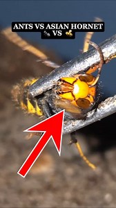 596K views · 31K reactions | Ants vs Hornet #AsianHornet #HornetWorld #Insects #Wildlife #Nature #AsianHornetFacts #Environment #InsectBehavior #NatureLovers #InsectLife #WildlifeExploration #InsectImpact | the hornet watch | Facebook
