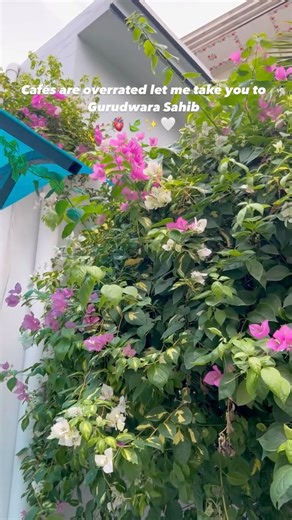 Neetu Kaur🌸 | Peace🍃🥹❤️‍🩹 . . . Follow @the.kaleshi.life for more🫠💗 . . . . #instagood #trending #peace... | Instagram