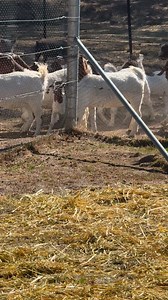 When goats feel threatened, they actually tend to face their attackers rather than flee. This is quite different from sheep, which are generally more fearful and shy. Goats are social creatures that live in groups, and their social structure helps them protect themselves from predators. | Gold’n’Goats