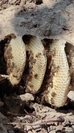 Underground Beehive Honey Found! Soil Bees Nature
