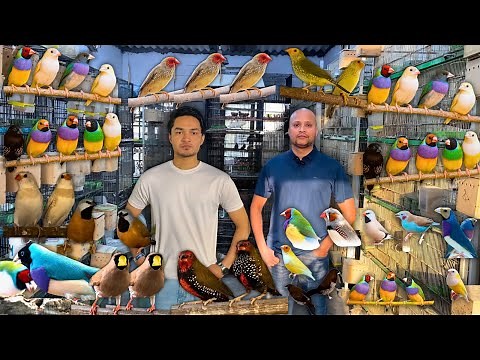 Rare Exotic Gouldian Finches Mutations | Colorful Avian Paradise Setup & Breeding Guide