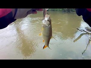 Ultralight Fishing Hampala Rapala Countdown 03