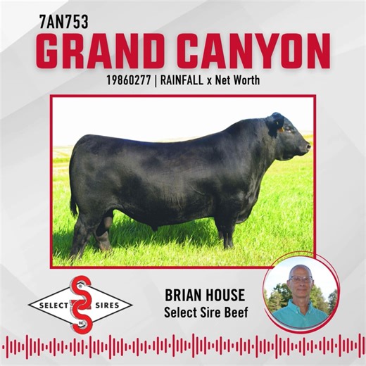 Sired by the now deceased RAINFALL, GRAND CANYON offers the same look, maternal quality, breed character and overall greatness of his sire. Expect exceptional foot quality and udder structure while boasting a desirable PAP and HS EPD when using this sire. | Select Sires Beef
