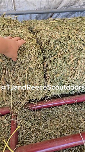Crunchy snake strip #outdoors #horse #horselife