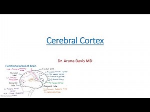 Functions of frontal lobe