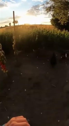 Pitbull vs Leopard: Garden Rescue!